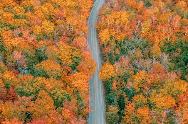 An aerial view of a road through autumn foliage